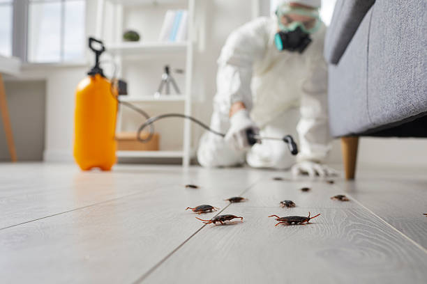Trusted Cockroach Control service in White Sulphur Springs, MT - Nex Pest Control